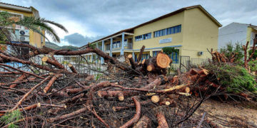 Ξεριζωμένα δέντρα έξω από το Γυμνάσιο Καλλονής, μετά  από τα έντονα καιρικά φαινόμενα που σημειώνονται από τις 6 το πρωί, στη δυτική Λέσβο (Φωτ.: ΑΠΕ-ΜΠΕ/ Βαγγέλης Παπαντώνης)