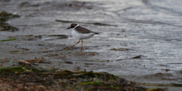 (Φωτ.: ΑΠΕ-ΜΠΕ / Ευάγγελος Μπουγιώτης)