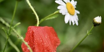 (Φωτ.: pixabay.com /Mammiya)