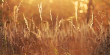 (Φωτ.: pixabay.com /wyraziznak)