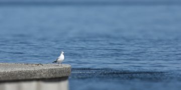 (Φωτ.: pixabay.com/adelinazw)