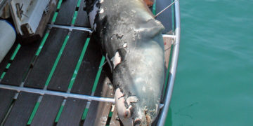 (Φωτ.: MoM / E. Tounta)