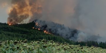 Εικόνα από φωτιά σε δασική έκταση στο χωριό Ζωοδόχος Πηγή, στην Εύβοια (φωτ. αρχείου: ΑΠΕ-ΜΠΕ /Παναγιώτης Κούρος)