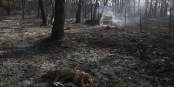 (Φωτ.: ΑΠΕ-ΜΠΕ/ Γιάννης Κολεσίδης)