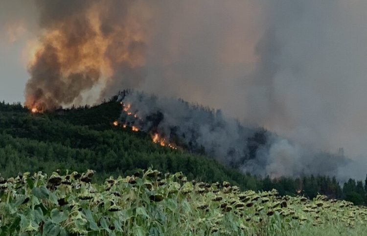 Φωτιά καίει δασική έκταση στο χωριό Ζωοδόχος Πηγή στην Εύβοια, Παρασκευή 6 Αυγούστου 2021 (φωτ.: ΑΠΕ-ΜΠΕ/ Παναγιώτης Κουρός)