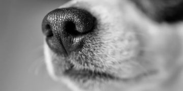 (Φωτ.: pixabay.com /Jade87)