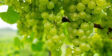 (Φωτ.: pixabay.com/Sternenvogelreisen)