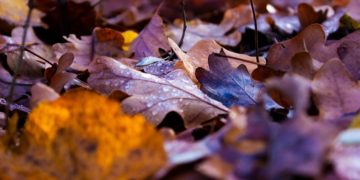 (Φωτ.: pixabay.com/djhublot)