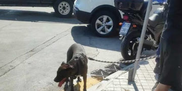 (Φωτ.: Facebook / Κιβωτος, Μυτιληνη)