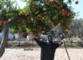 Η γιαγιά Παρέσσα στον μπαχτσέ της στο Λιβαδοχώρι Σερρών (φωτ.: Φίλιππος Φασούλας)