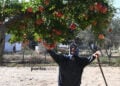 Η γιαγιά Παρέσσα στον μπαχτσέ της στο Λιβαδοχώρι Σερρών (φωτ.: Φίλιππος Φασούλας)