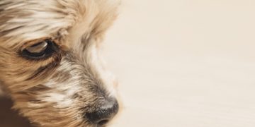 (Φωτ.: pixabay.com/Pezibear)