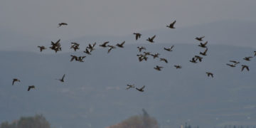 (Φωτ.: ΑΠΕ-ΜΠΕ/ Μπουγιώτης Ευάγγελος)