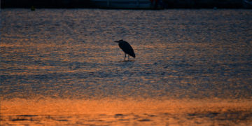 (Φωτ.: ΑΠΕ-ΜΠΕ/ Ευάγγελος Μπουγιώτης)