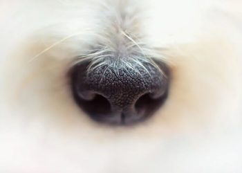 (Φωτ.: pixabay.com/photo-rabe)