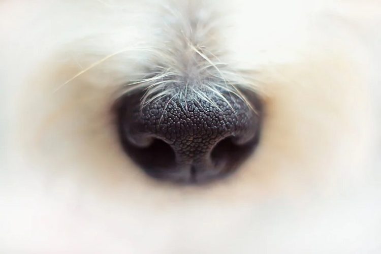 (Φωτ.: pixabay.com/photo-rabe)