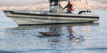 Στιγμιότυπο από την επιχείρηση διάσωσης του ζίφιου που βγήκε  στα ρηχά της παραλίας του Αλίμου (φωτ.: EUROKINISSI/ Γιάννης Παναγόπουλος)