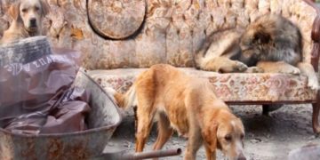 (Φωτ.: Facebook / Adopt a Greek Stray)