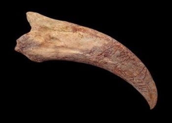 (Φωτ.: Buriedtreasurefossils.com)