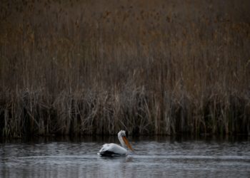 Πελεκάνος στη Μικρή Πρέσπα (φωτ.: Αντώνης Νικολόπουλος/EUROKINISSI)