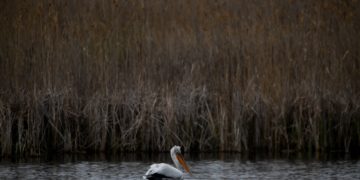 Πελεκάνος στη Μικρή Πρέσπα (φωτ.: Αντώνης Νικολόπουλος/EUROKINISSI)