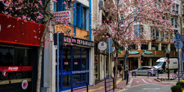 Ανθισμένες μανόλιες στο κέντρο της Λάρισας (φωτ.: EUROKINISSI / Λεωνίδας Τζέκας)