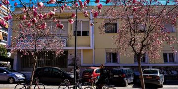 Ανθισμένες μανόλιες στο κέντρο της Λάρισας (φωτ.: EUROKINISSI / Λεωνίδας Τζέκας)