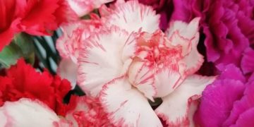 (Φωτ.: ΑΠΕ/ΜΠΕ)