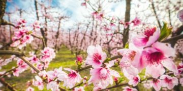 Κινηματογραφική ταινία έγιναν οι ανθισμένες ροδακινιές της Ημαθίας