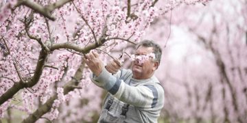 Ανθισμένες ροδακινιές στον κάμπο της Ημαθίας, κοντά στην πόλη της Βέροιας (φωτ.: ΑΠΕ-ΜΠΕ / Δημήτρης Τοσίδης)