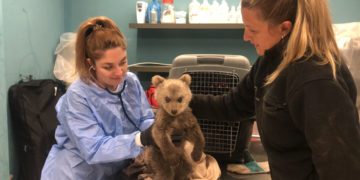 (Τη φωτογραφία παραχώρησε στο ΑΠΕ-ΜΠΕ ο ΑΡΚΤΟΥΡΟΣ)