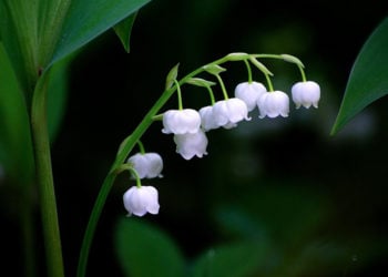 (Φωτ.: Pixabay)