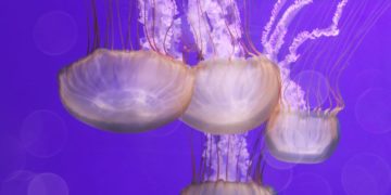 (Φωτ.: Dev_96 από το Pixabay)