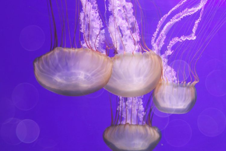(Φωτ.: Dev_96 από το Pixabay)