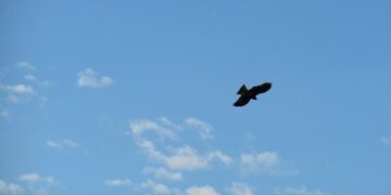 (Φωτ.: pixabay.com/Tammer)