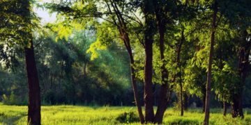 (Φωτ.: pexels.com)