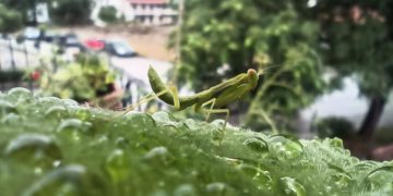 Αλογάκι της Παναγίας (Mantis religiosa) στέκεται ανάμεσα σε στάλες βροχής που έχουν συσσωρευθεί πάνω σε φύλλο αγγουριάς κατα την διάρκεια βροχόπτωσης (φωτ. αρχείου: Θανάσης Καλλιαράς/EUROKINISSI)