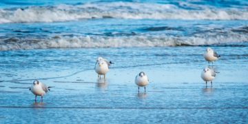 (Φωτ.: MandrillArt)