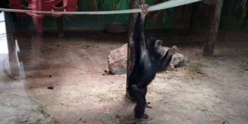 Χιμπατζής στο Αττικό Ζωολογικό πάρκο, το 2018 (φωτ.: ΑΠΕ-ΜΠΕ / Ευάγγελος Μπουγιώτης)