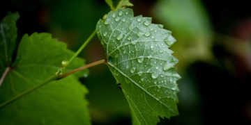 (Φωτ.: EUROKINISSI / Αντώνης Νικολόπουλος)