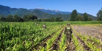 Εργασίες του Τάγματος Εκκαθάρισης Ναρκοπεδίων Ξηρών (ΤΕΝΞ)στην περιοχή Παλαιοχωρίου Καβάλας όπου συνετρίβη το Antonov.( Φωτ.: Eurokinissi)