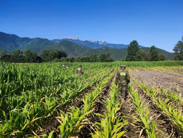 Εργασίες του Τάγματος Εκκαθάρισης Ναρκοπεδίων Ξηρών (ΤΕΝΞ)στην περιοχή Παλαιοχωρίου Καβάλας όπου συνετρίβη το Antonov.( Φωτ.: Eurokinissi)