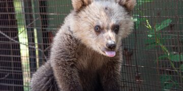 Ο Θωμάς, το αρκουδάκι… survivor που κατάφερε να επιβιώσει χωρίς τη μαμά του (Φωτ.: A.A.Karamanlidis/Arcturos)