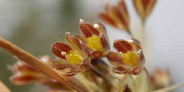 (Φωτ.: Περιφερειακή Ενότητα Κιλκίς)