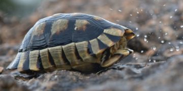 Χελώνα κατά τη διάρκεια  καταιγίδας στην πόλη του Ναυπλίου, με έντονη βροχόπτωση και πολλούς κεραυνούς, Τρίτη 14 Ιουνίου 2022 (φωτ.: ΑΠΕ-ΜΠΕ /Ευάγγελος Μπουγιώτης)