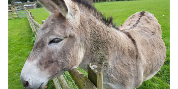 (Φωτ. αρχείου: pixabay.com / artyangel)