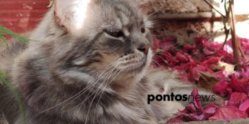 (Φωτ.: Χριστίνα Κωνσταντάκη)