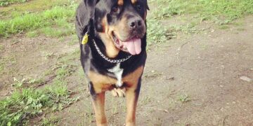 (Φωτ. αρχείου: pixabay.com)