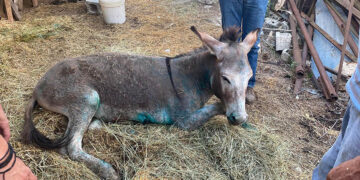 (Φωτ.: Facebook / Ευαγγελία Κρυστάλλη)