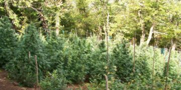 Φυτεία-μαμούθ δενδρυλλίων κάνναβης σε δύσβατη ορεινή περιοχή του ανατολικού Ολύμπου (Φωτ.: astynomia.gr)